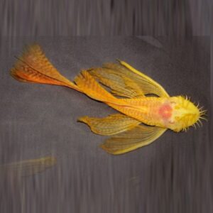 ancistrus gold pinne a velo