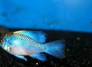 ramirezi_blue_02