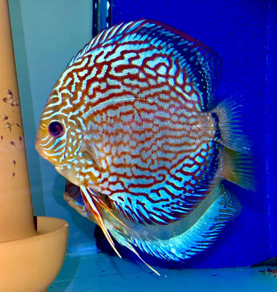 #Discus
