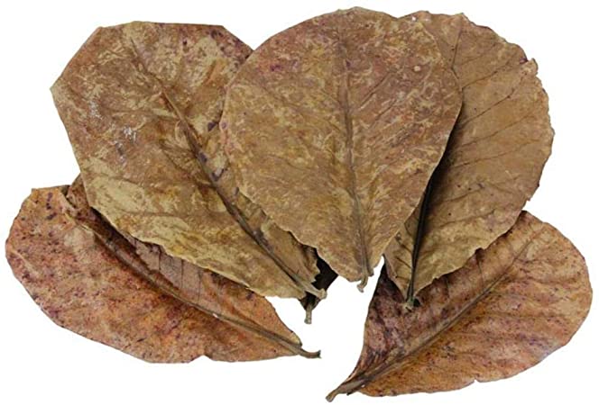 foglie di catappa