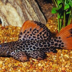 L114Pseudacanthicus cf.leopardus loricaridi vendita online