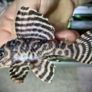 L333 hypancistrus wild