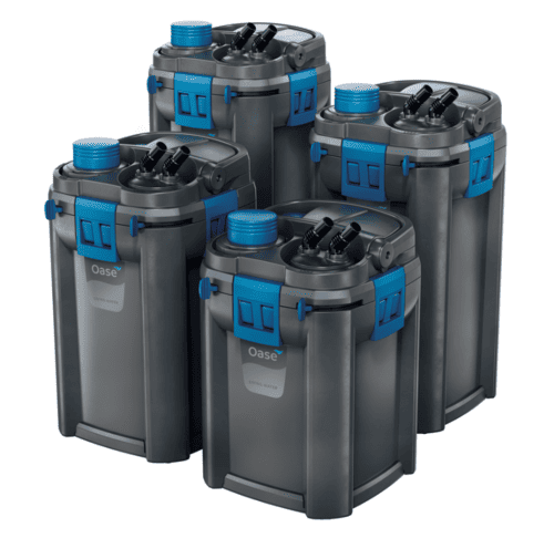 loricaridi-vendita-online-allevamento-milano-varese