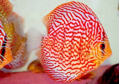 discus rosso turchese-min