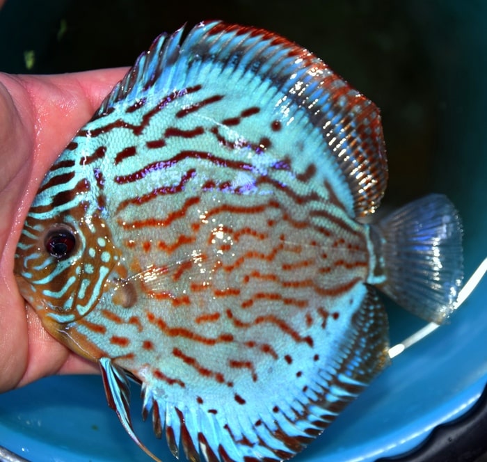 discus turchese selection