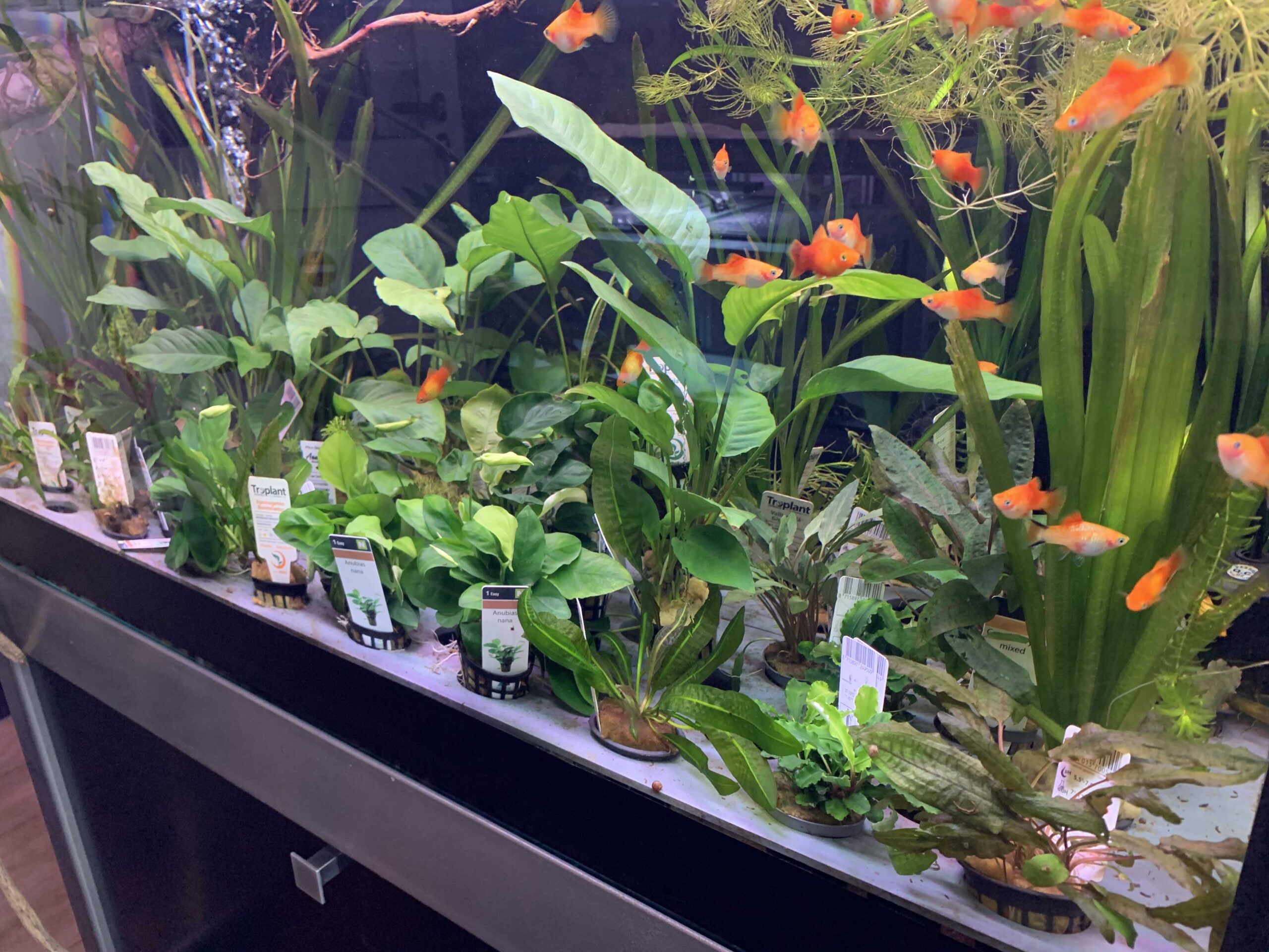 Esempio acquario con piante 1 come scegliere le piante in acquario