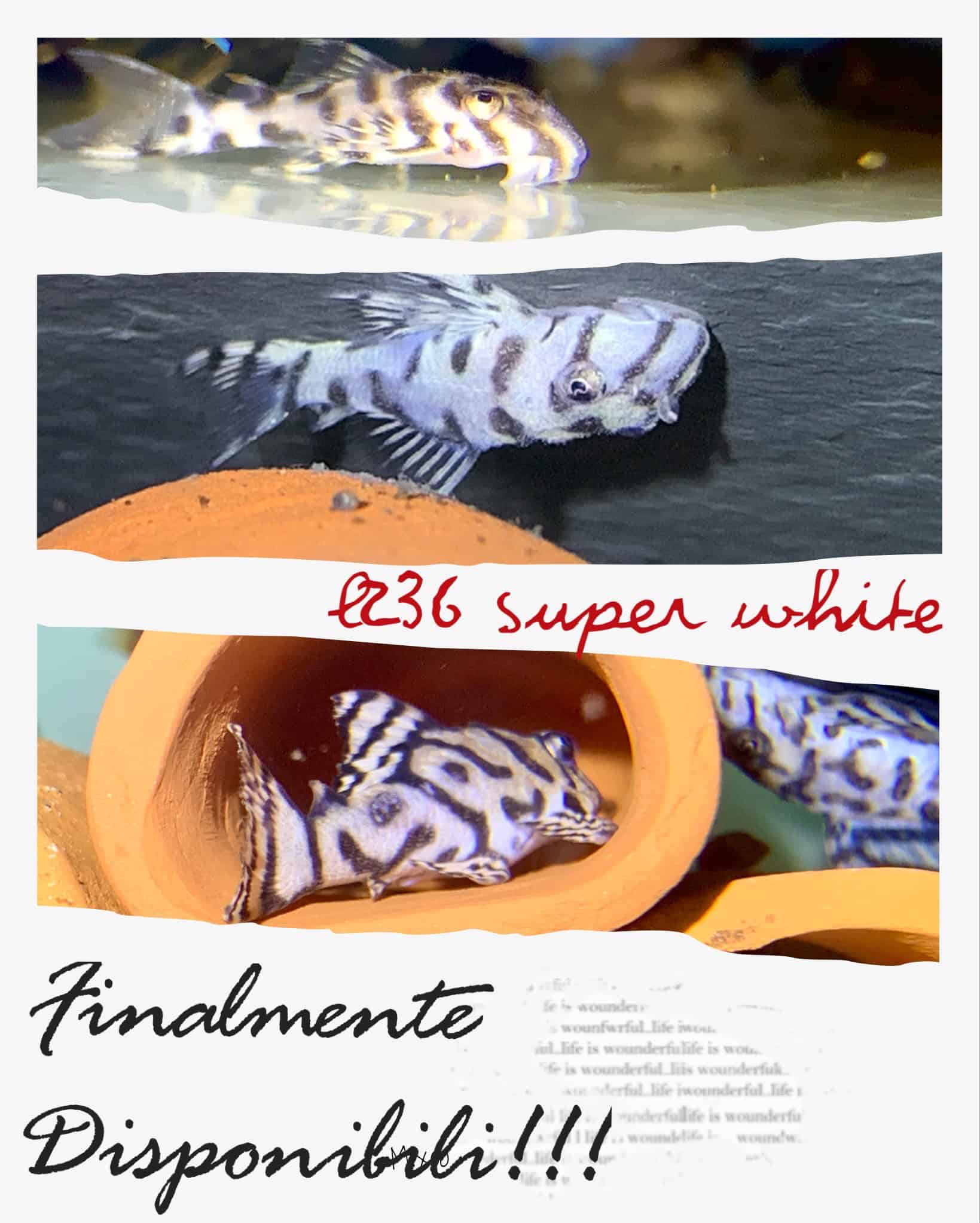 L236SW