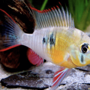 ALTISPINOSA