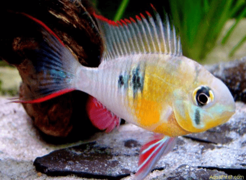 ALTISPINOSA