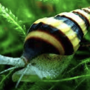 Anentome Helena “lumaca killer”