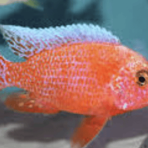 Aulonocara “fire fish” SHOP ONLINE