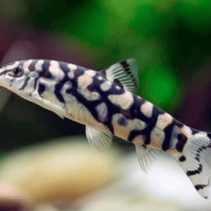 BOTIA LOHACHATA