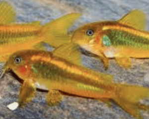 CORY GOLD LASER