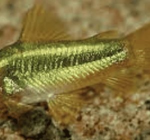 CORY GREEN LASER