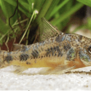 Corydoras paleatus