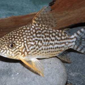 CORYDORAS STERBAI