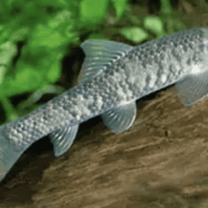 GARRA RUFA