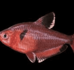 Hemigrammus         equestre
