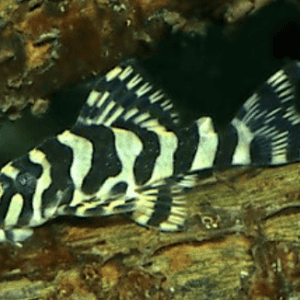 L134 PECKOLTIA COMPTA