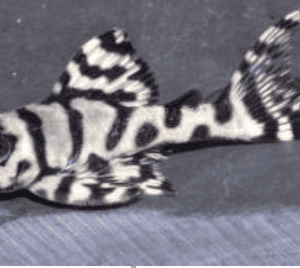 hypancistrus l236sw