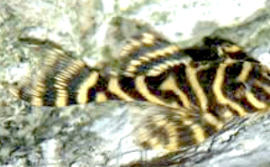 L333 GOLD HYPANCISTRUS