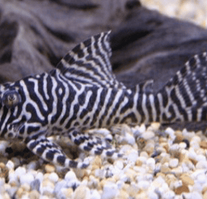 L66 KING TIGER PLECO