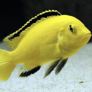 Labidochromis Caeruleus SHOP ONLINE