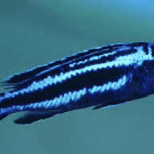 Melanochromis Maingano SHOP ONLINE
