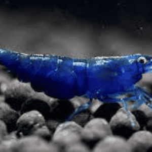 Neocardina blue dream
