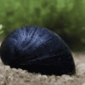 Neretina pulligera “Black Elmet”