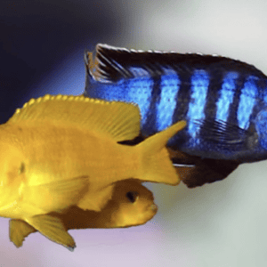PSEUDOTROPHEUS SAULOSI SHOP ONLINE