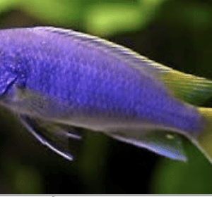 PSEUDOTROPHEUS ACEI