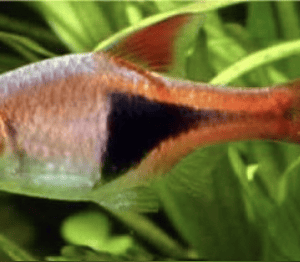 Rasbora Heteromorpha