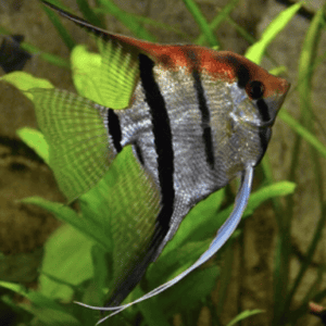 SCALARE MANACAPURU