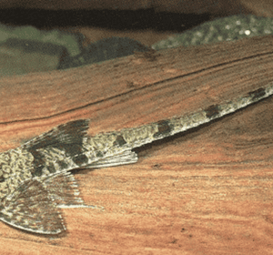 loricaria filamentsa