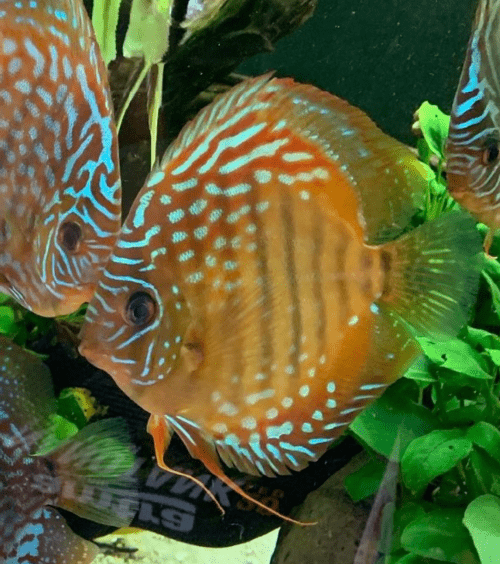 discus rosso turchese