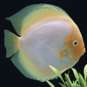 DISCUS Snow White