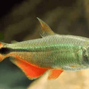 Hemigrammus Caudovittatus