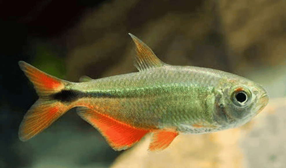 Hemigrammus Caudovittatus