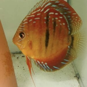 discus