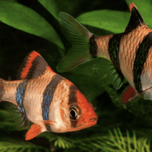 barbus tetrazona