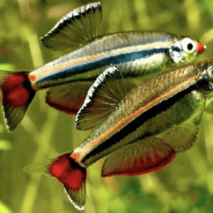 Tanichthys albunubes, conosciuto comunemente come pesce delle Montagne della Nuvola Bianca