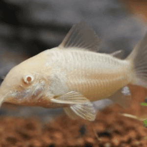 CORY ALBINO