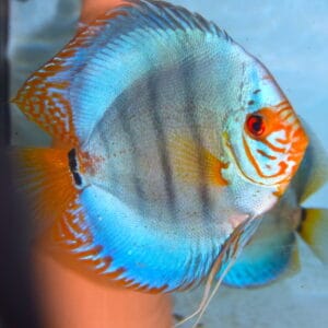 turchese brillante