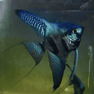 scalari blu Pinoy