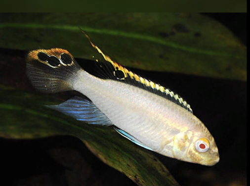 PULCHER ALBINO