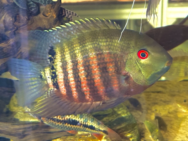 heros severum