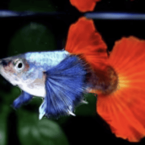 GUPPY E ALTRI POECILIDI