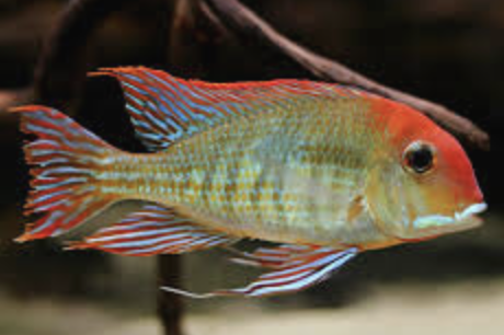 geophagus red head tapajos