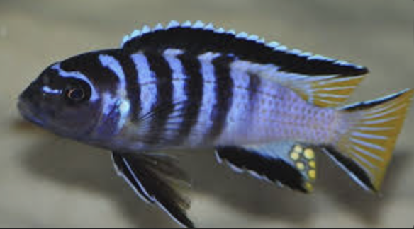 pseudotropheus elongatus mpanga